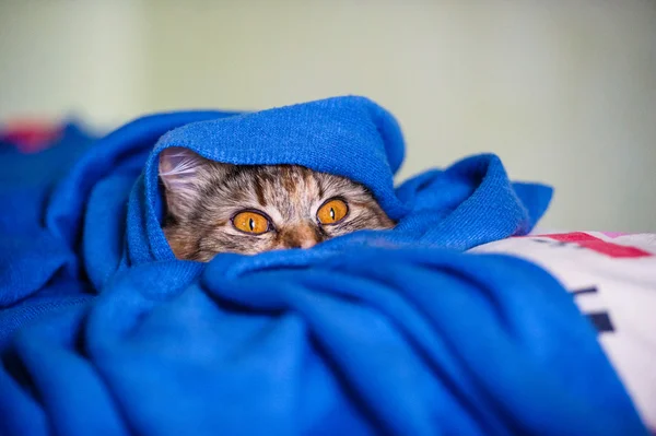 Funny cat — Stock Photo, Image