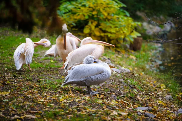Grupo de grandes pelícanos blancos — Foto de Stock