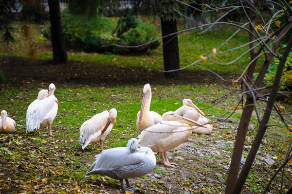 Grupo de grandes pelicanos brancos — Fotografia de Stock