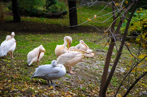 Grupa wielkie białe pelikany — Zdjęcie stockowe