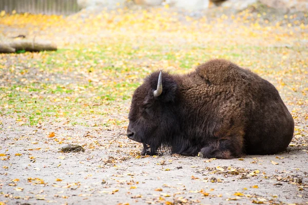 Amerikaanse wilde bizon — Stockfoto