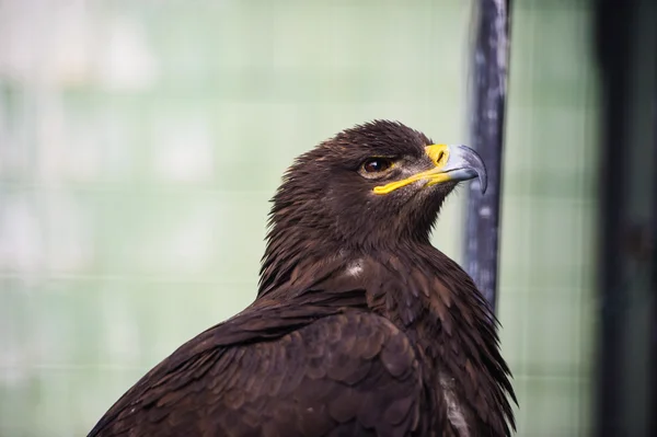 Porträtt unga eagle — Stockfoto