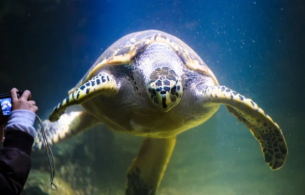 Turtle swimming — Stock Photo, Image