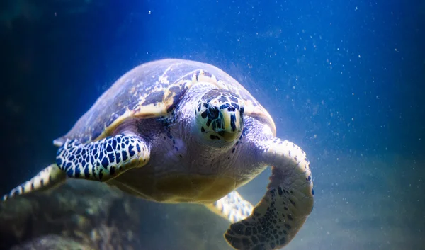 Kaplumbağa yüzme — Stok fotoğraf