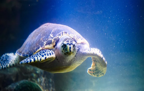 Skildpadde svømning - Stock-foto