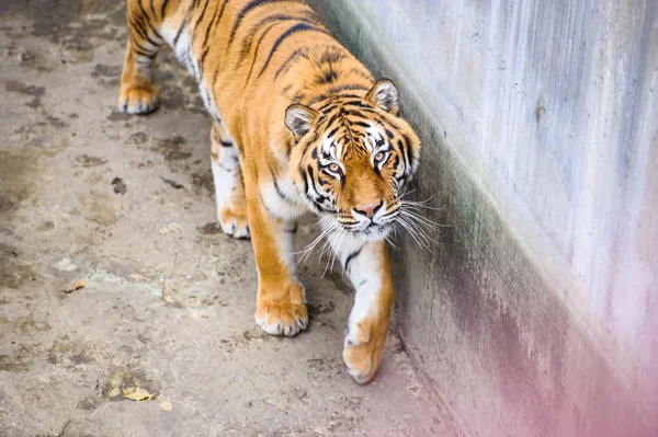 Amur tygrysy — Zdjęcie stockowe