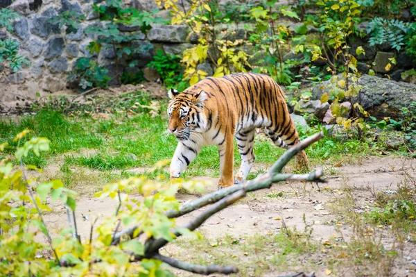 Amur tygrů — Stock fotografie