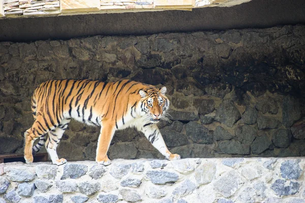 Amur-Tiger — Stockfoto