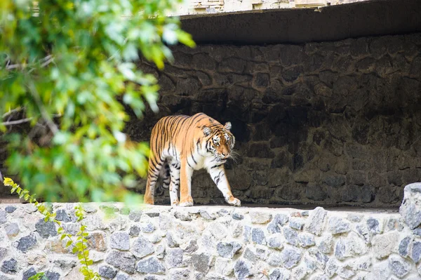 Amur Tigers — Stock Photo, Image