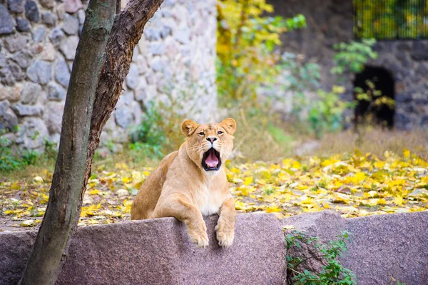 León grande africano — Foto de Stock