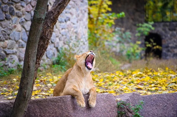 León grande africano — Foto de Stock