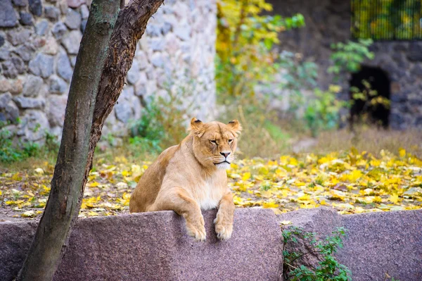 León grande africano — Foto de Stock