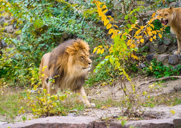 Afrikanska stora lejon — Stockfoto