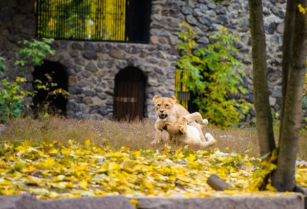 Afrikaanse grote Lions — Stockfoto