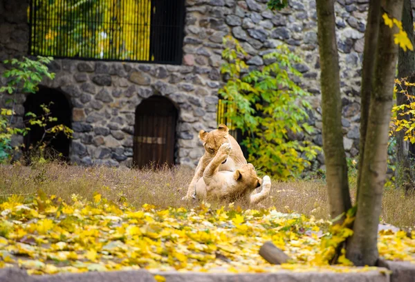 Velký lvů — Stock fotografie