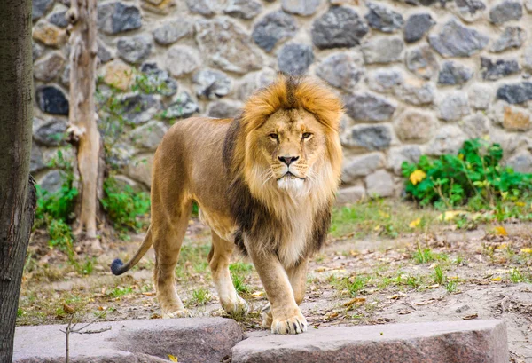 Grand lion africain — Photo