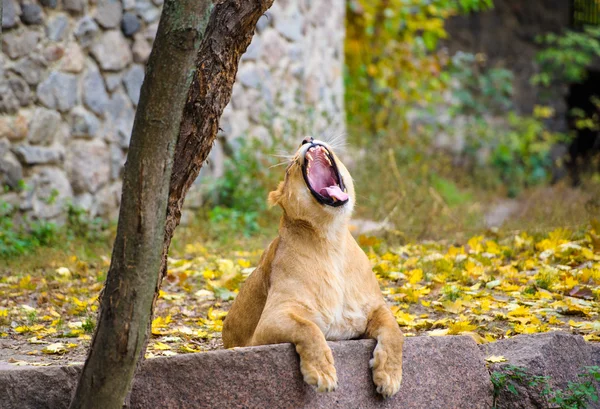 León grande africano — Foto de Stock