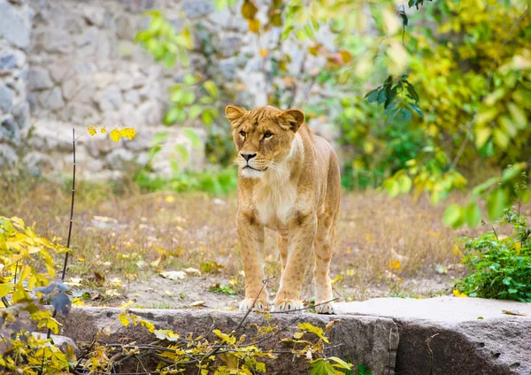 León grande africano — Foto de Stock