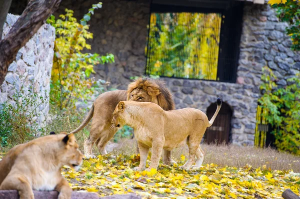 Gros Lions africains — Photo