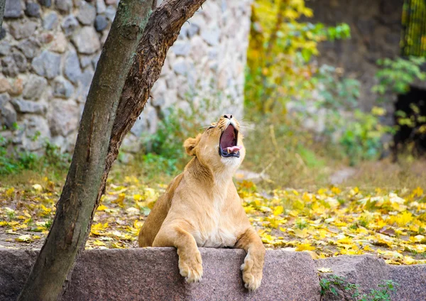 Leone maggiore africano — Foto Stock