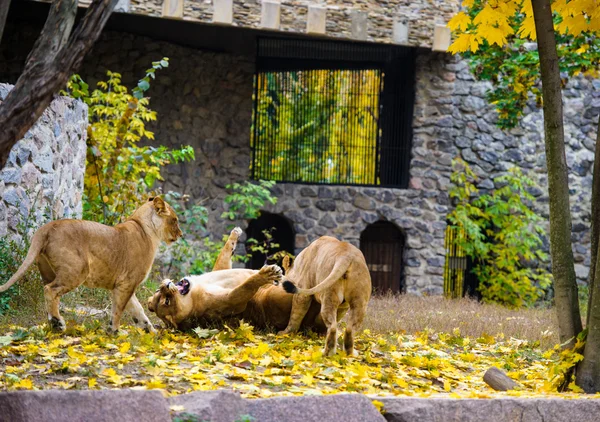 Leoni africani grandi — Foto Stock