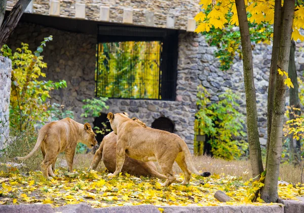 Leões grandes africanos — Fotografia de Stock