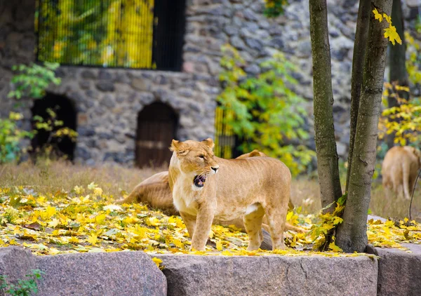 Grandes leones africanos — Foto de Stock