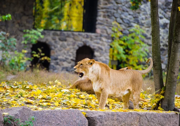 Leoni africani grandi — Foto Stock