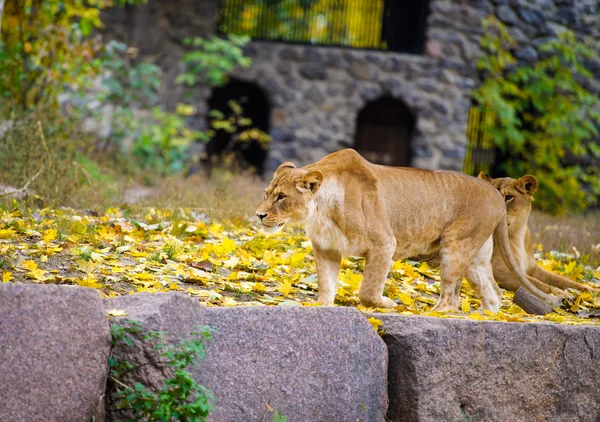 African big Lion — Stock Photo, Image