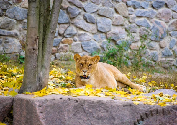 León grande africano — Foto de Stock