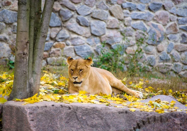 Afrikanischer Großlöwe — Stockfoto