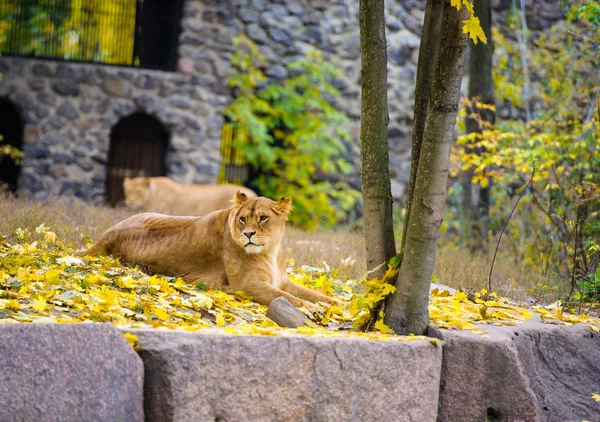 African big Lion — Stock Photo, Image