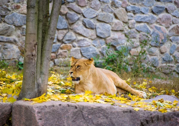 Lwa afrykańskiego duży — Zdjęcie stockowe