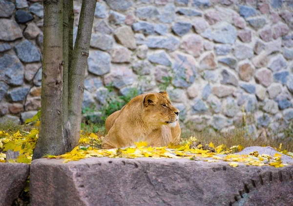 Grand lion africain — Photo