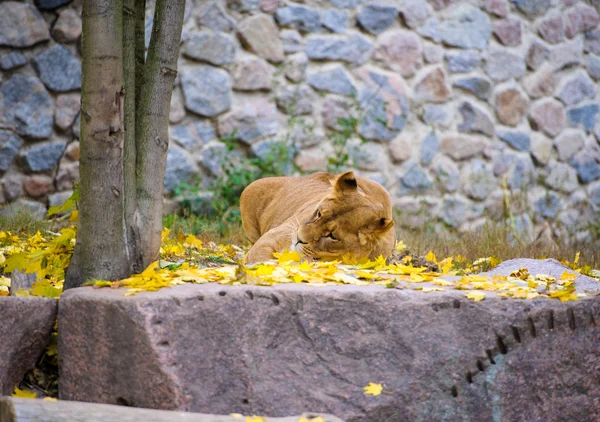 African big Lion — Stock Photo, Image