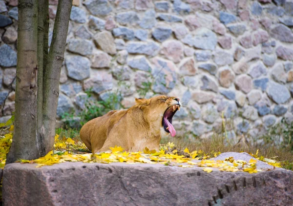アフリカの大きなライオン — ストック写真