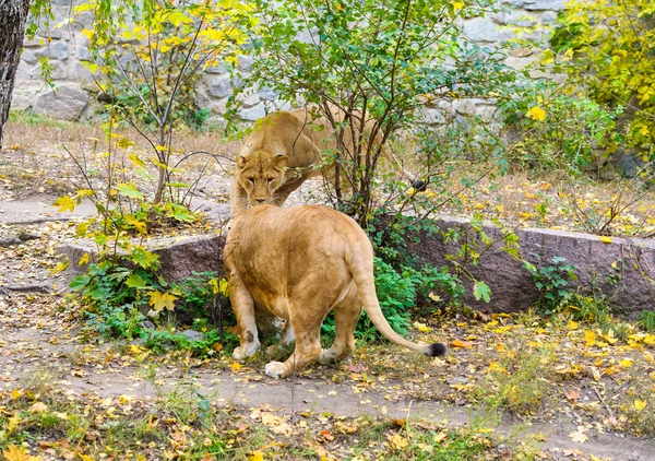 Afrikanische Großlöwen — Stockfoto