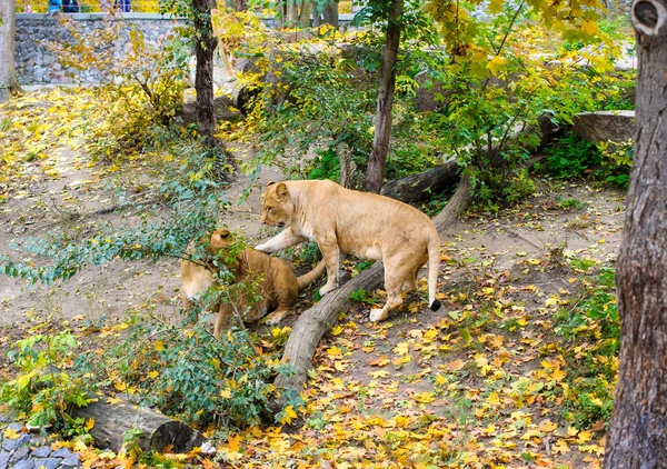 Leoni africani grandi — Foto Stock