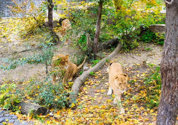 Leoni africani grandi — Foto Stock