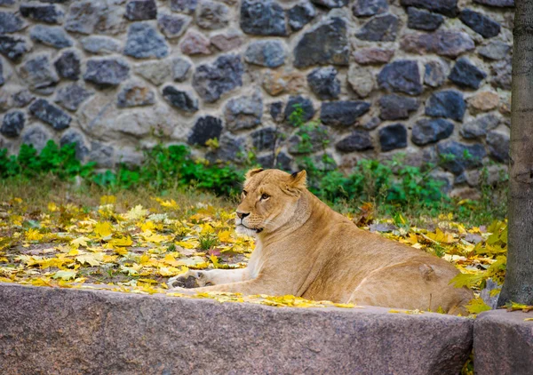 Grande leão africano — Fotografia de Stock