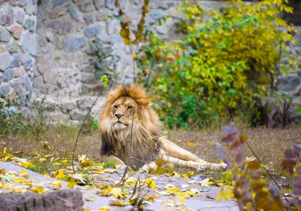 León grande africano —  Fotos de Stock