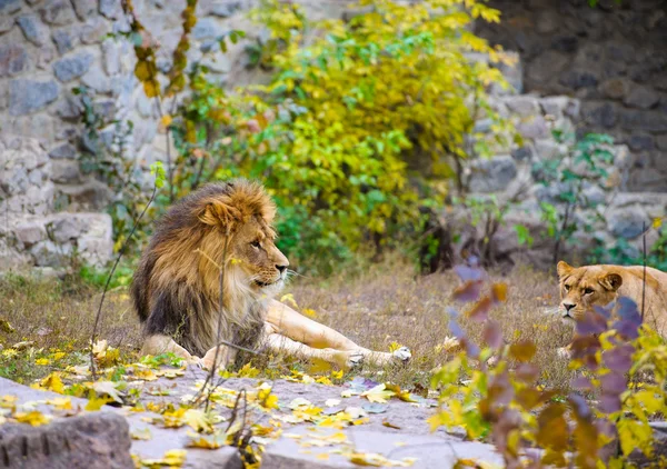 León grande africano —  Fotos de Stock