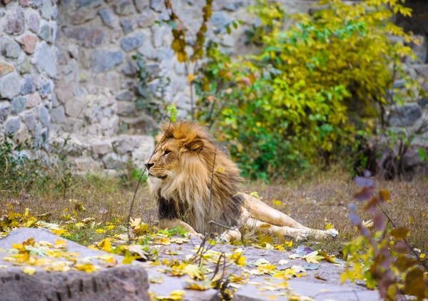 León grande africano — Foto de Stock