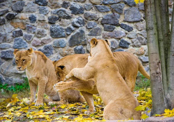 African big Lions — Stock Photo, Image