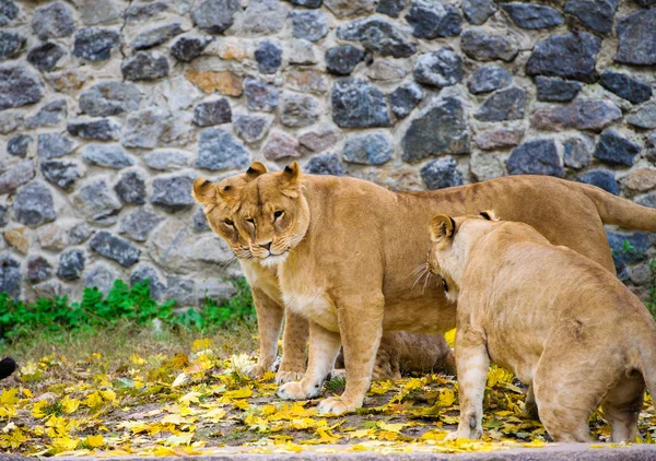 Afrikanische Großlöwen — Stockfoto