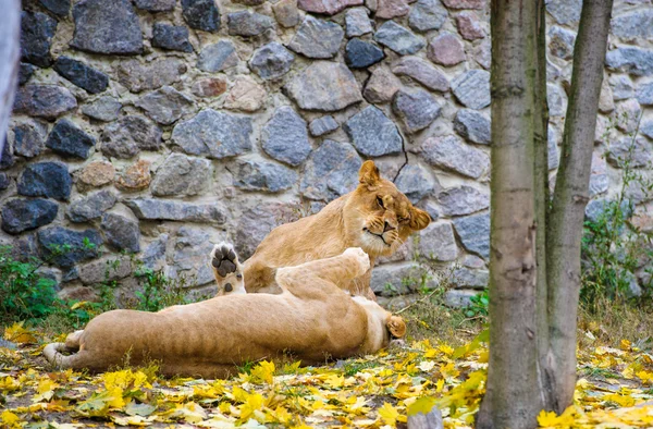 Leoni africani grandi — Foto Stock