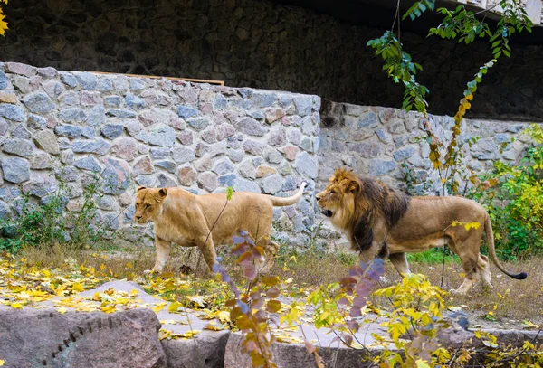 Большие львы Африки — стоковое фото