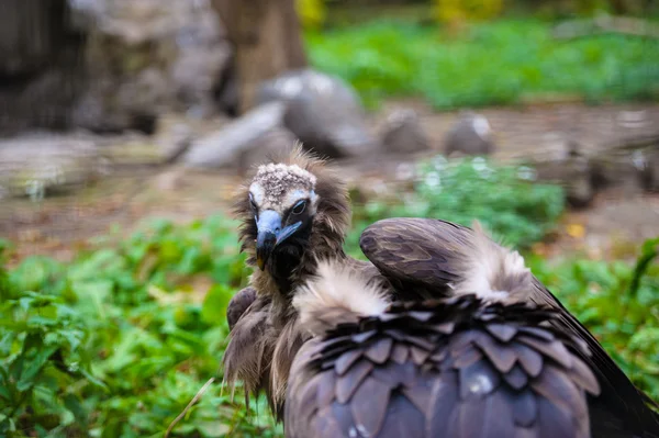 Vulture — Stock Photo, Image