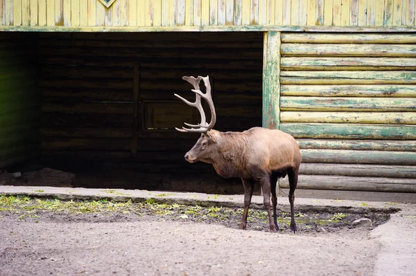 Wild grote herten — Stockfoto