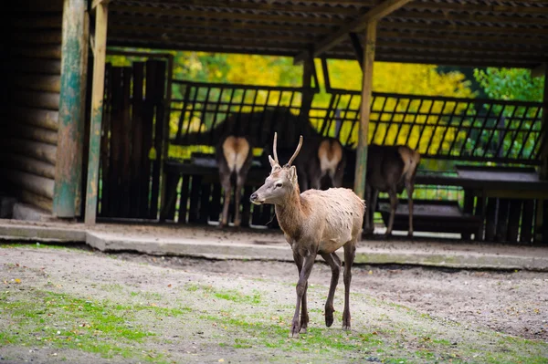 Vahşi büyük geyikler